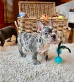 Franse Bulldog Pups, België, Fokker | Hobbymatig, CDV (hondenziekte), 8 tot 15 weken