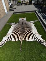 Zebra vel taxidermie, Antiek en Kunst, Ophalen of Verzenden