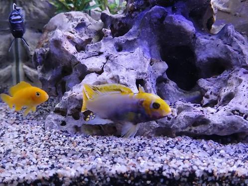 Pseudotropheus Sunset (malawi- mbuna's), Animaux & Accessoires, Poissons | Poissons d'aquarium, Poisson d'eau douce, Poisson