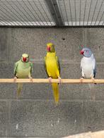 Halsbandparkiet, Dieren en Toebehoren