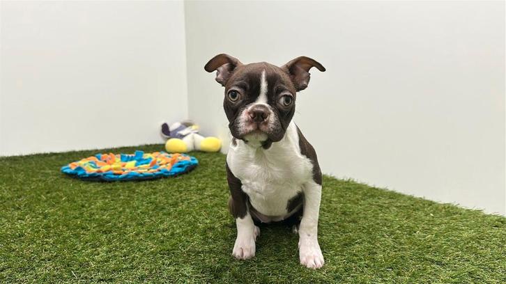 Chiot adolescent Boston Terrier, Animaux & Accessoires, Chiens | Jack Russell & Terriers, Chienne, Autres races, Éleveur | Professionnel