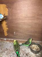 Grasparkieten, Geringd