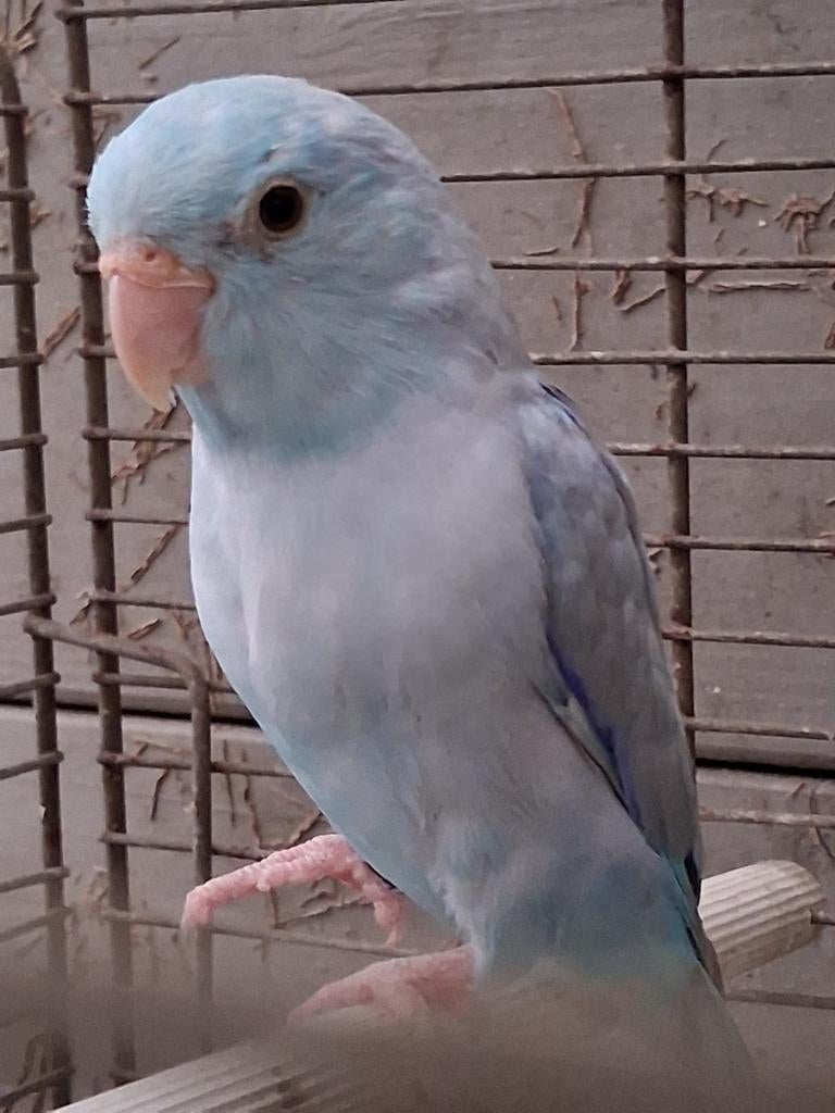 Forpus man geringd 2019, Geringd