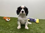 Cavalier King Charles Spaniel pups, Dieren en Toebehoren, Honden | Retrievers, Spaniëls en Waterhonden, België, 8 tot 15 weken