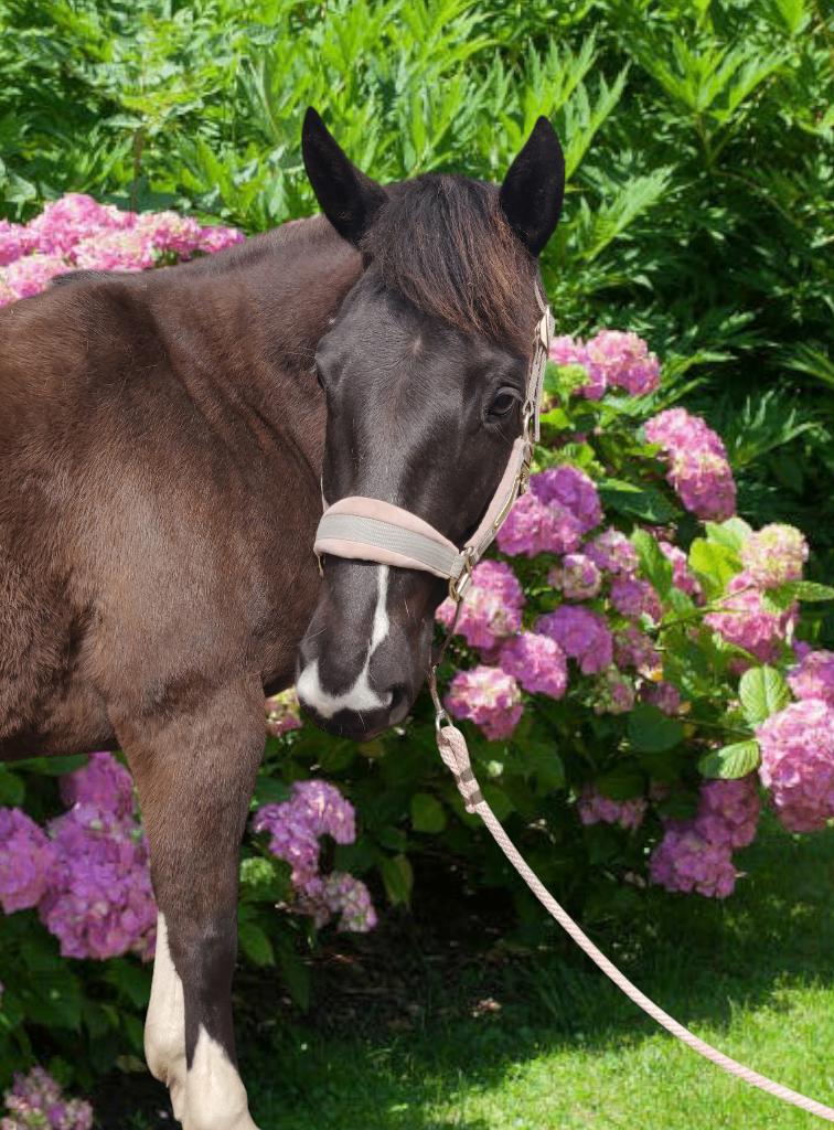 Paint merrie, Dieren en Toebehoren, Paarden, Merrie, Met stamboom, 3 tot 6 jaar, Westernpaard