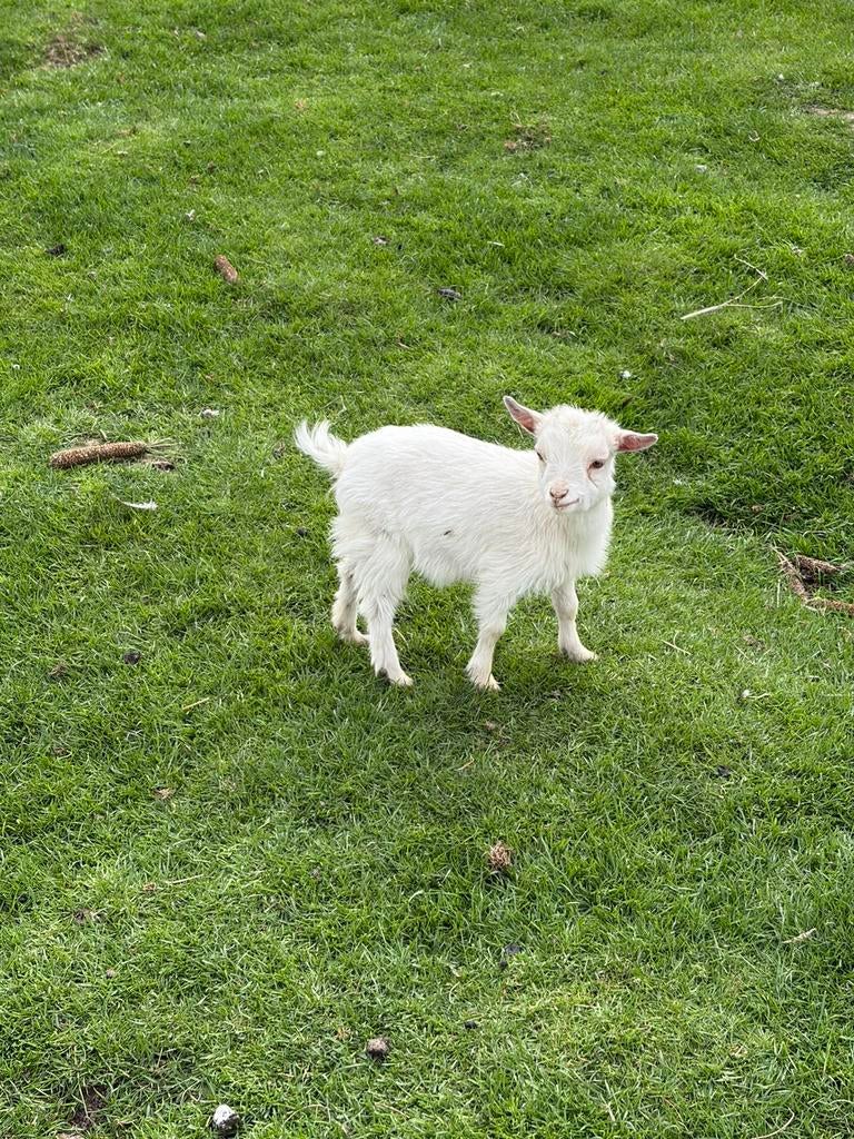 Wit mieke, Dieren en Toebehoren, Schapen, Geiten en Varkens
