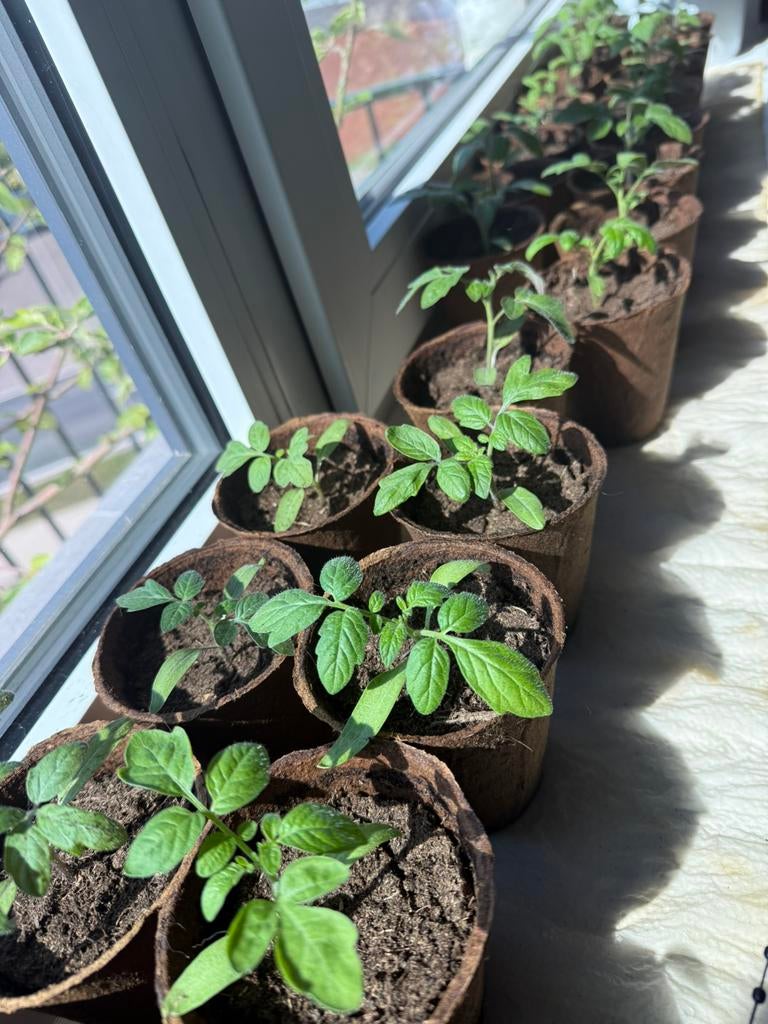 Tomatenplant Gardeners Delight - Cherry tomaat, Volle zon, Groenteplanten, Eenjarig, Ophalen of Verzenden