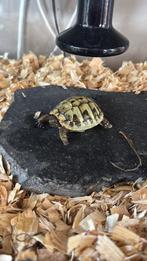 Tortue terrestre grecque, Animaux & Accessoires, Tortue