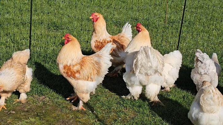 Lemon pyle Haan. (Raszuiver en kleurzuiver)., Dieren en Toebehoren, Pluimvee