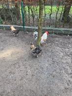 Haan, Dieren en Toebehoren