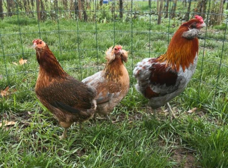 Œufs de poule ARAUCANA doré saumoné, Dieren en Toebehoren, Pluimvee, Kip