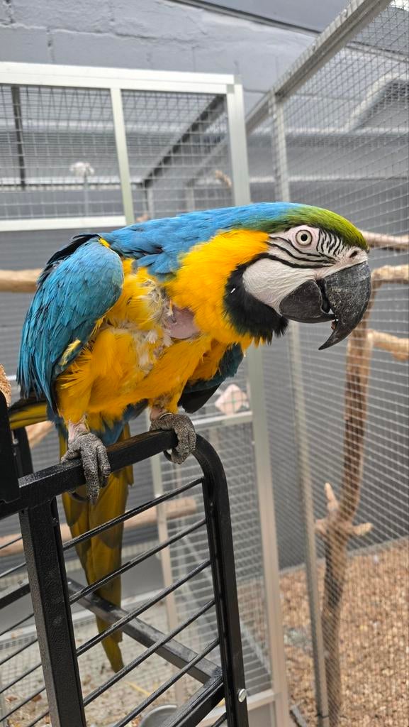 Mâle ara ararauna, Dieren en Toebehoren, Vogels | Parkieten en Papegaaien, Mannelijk