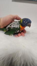 Jeunes Loriquets EAM, Animaux & Accessoires, Oiseaux | Perruches & Perroquets