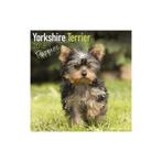 Calendrier Chiot Yorkshire Terrier 2018, Enlèvement ou Envoi, Calendrier annuel, Neuf