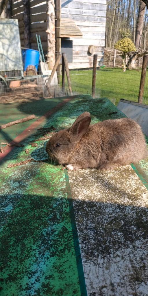 6 konijntjes te koop, Dieren en Toebehoren, Overige Dieren, Februari