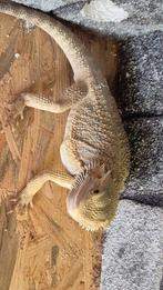 Baardagaam 8 maand oud man