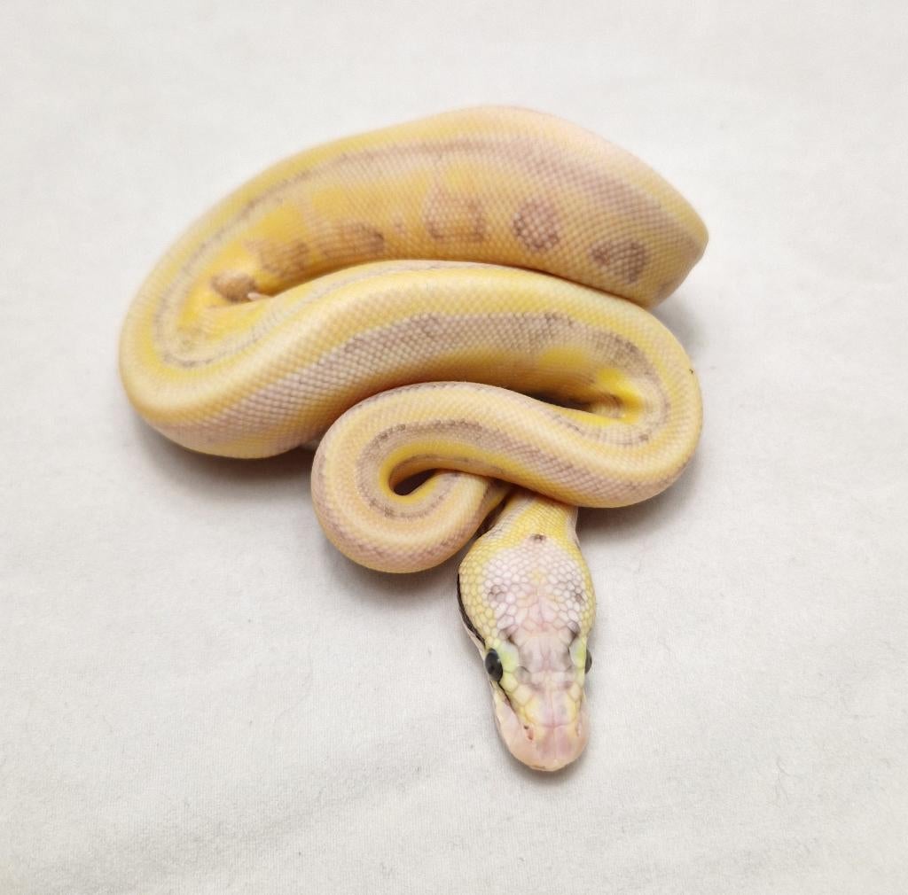 Enchi Super Pastel Leopard Genetic stripe, Animaux & Accessoires, Reptiles & Amphibiens, Serpent, 0 à 2 ans