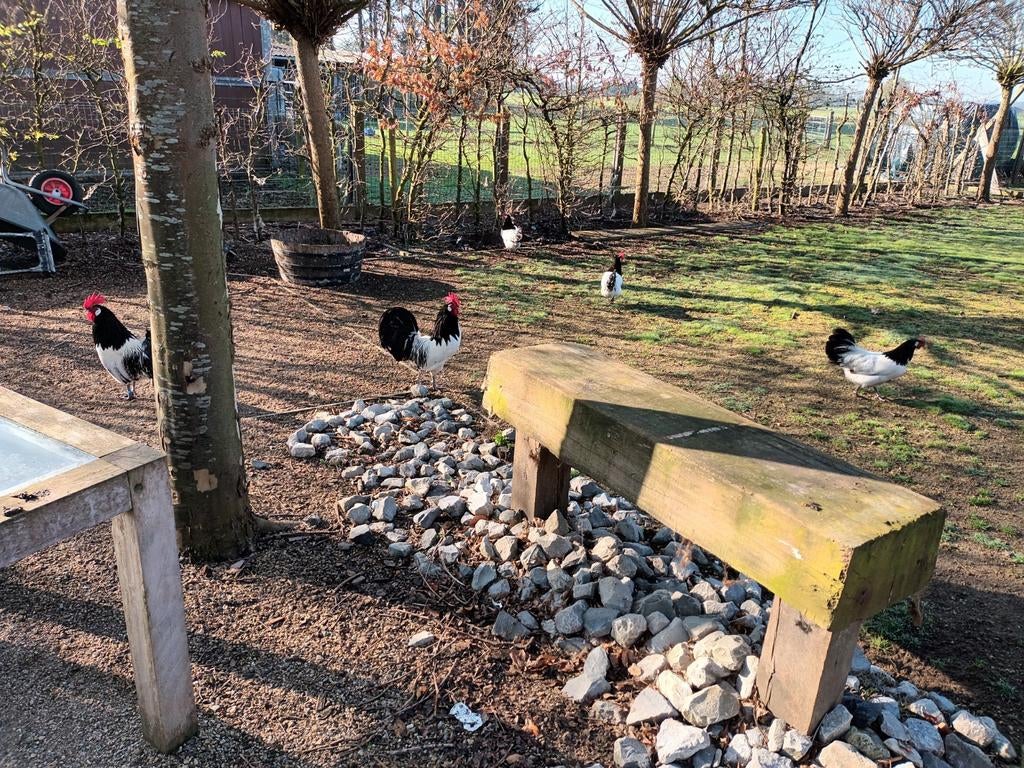 Lakenvelder haan, Enlèvement