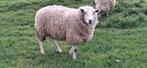 mooie zware 2 jarige swifter ooi te koop koop, Animaux & Accessoires, Femelle, Mouton, 0 à 2 ans