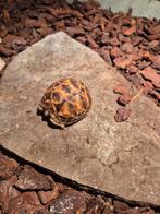 Tortue étoilée, Animaux & Accessoires