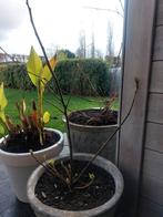 Figuiers grands et plus petits, Jardin & Terrasse, Enlèvement, Été