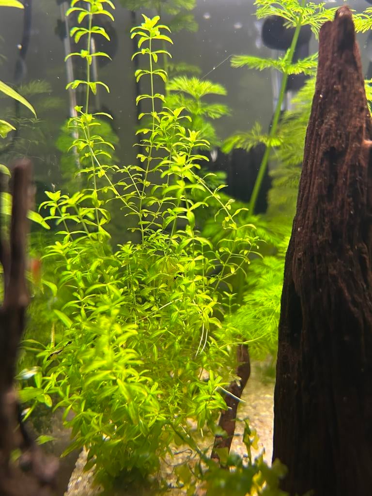 Aquarium planten, Ophalen of Verzenden