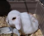 Laatste minilop, mannetje, Dieren en Toebehoren, Konijnen, Mannelijk, Klein, Hangoor, 0 tot 2 jaar