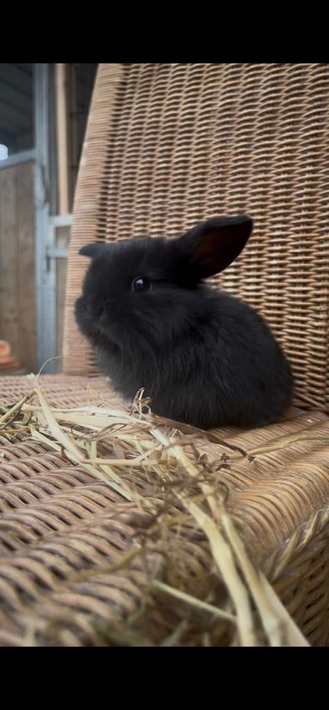 2 nhd konijntjes te koop, Mâle, Nain, Oreilles tombantes, 0 à 2 ans