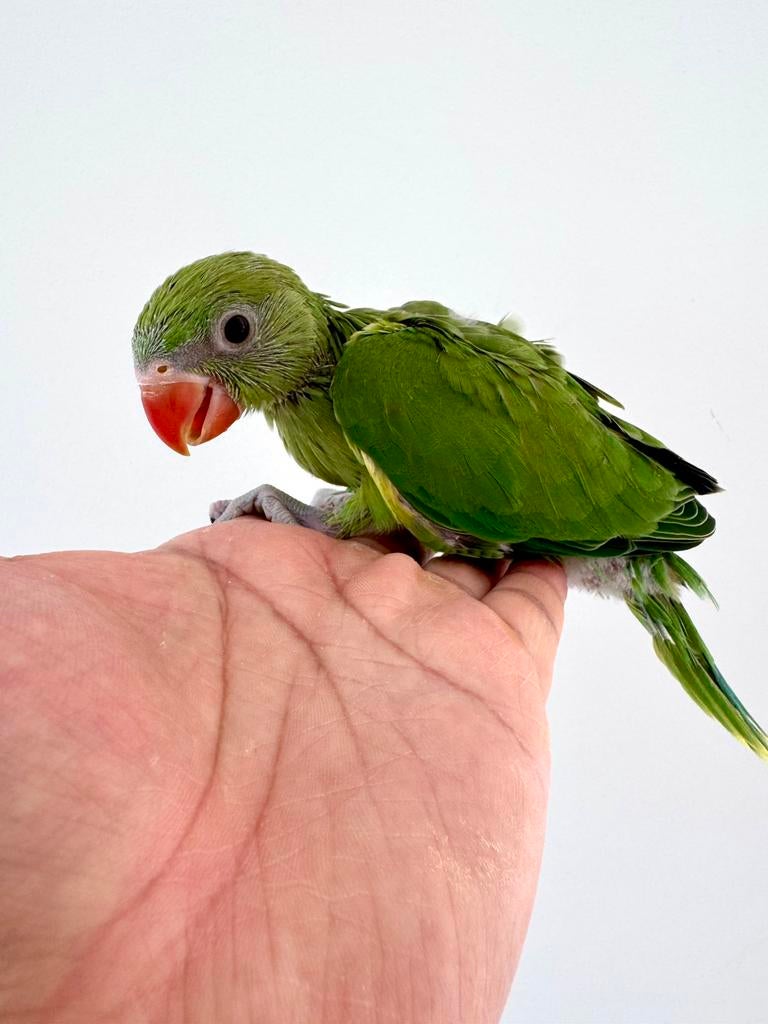 Halsbandparkieten baby, Dieren en Toebehoren