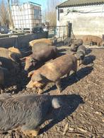 Varkens te koop, Plusieurs animaux, Porcs, 0 à 2 ans