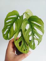 Monstera Adansonii Mint, Overige soorten, In pot, Minder dan 100 cm, Groene kamerplant