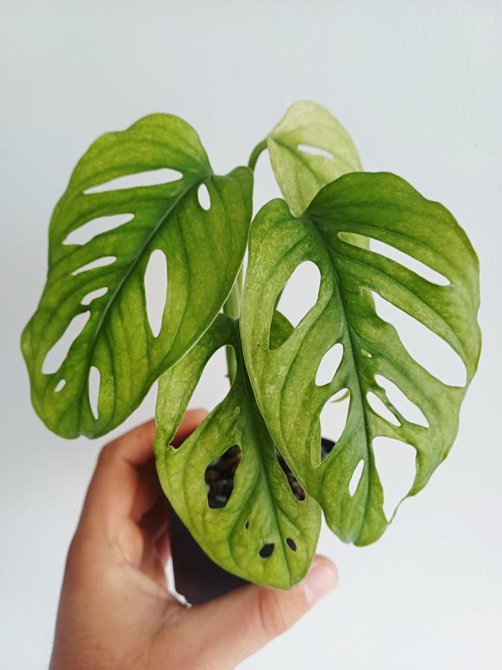 Monstera Adansonii Mint, Maison & Meubles, Plantes d'intérieur, Autres espèces, Moins de 100 cm, Plante verte, Ombre partielle