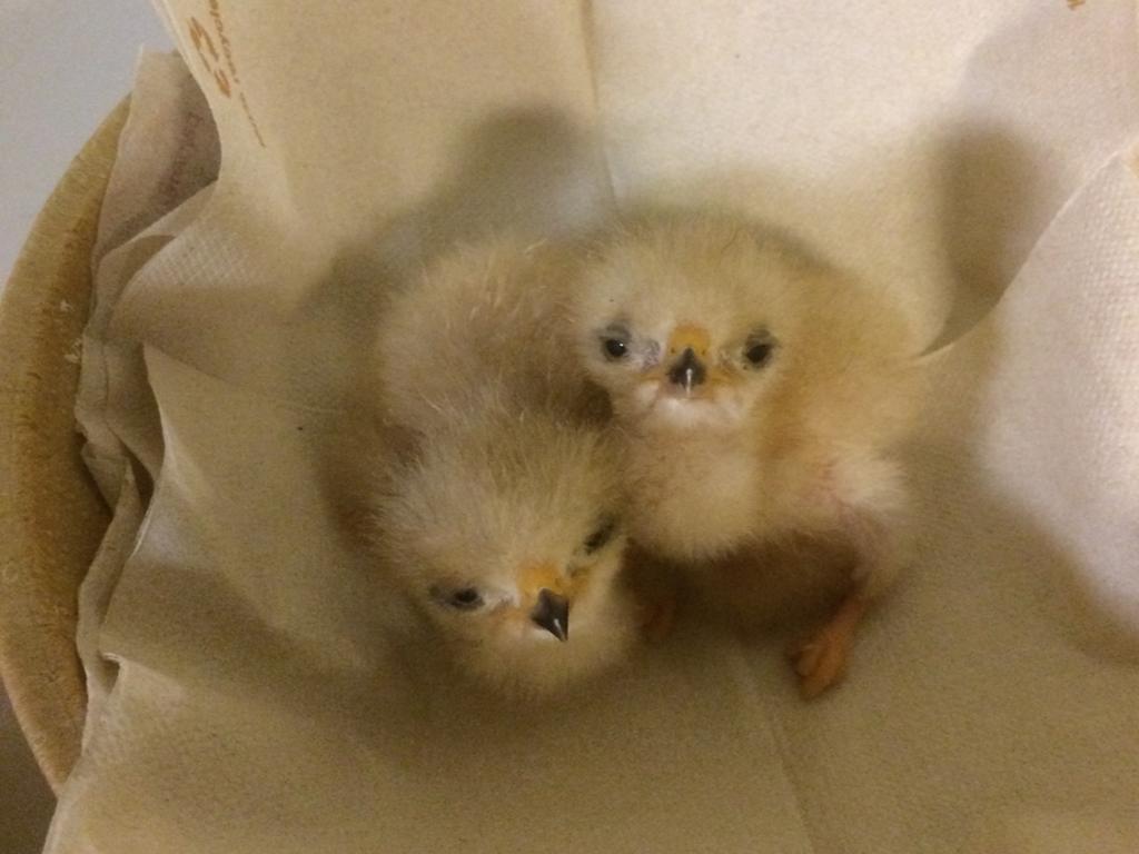 Jonge woestijnbuizerd ( harris hawk)