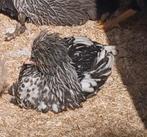 Kippen kuikens hennen, Dieren en Toebehoren, Pluimvee