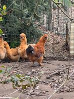 Haantje zijdehoender, Dieren en Toebehoren, Pluimvee, Mannelijk, Kip