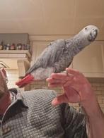Grijze roodstaat papegaai, Dieren en Toebehoren, Papegaai, Tam