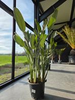Strelitzia Reginae - Paradijsvogelbloem, Ophalen