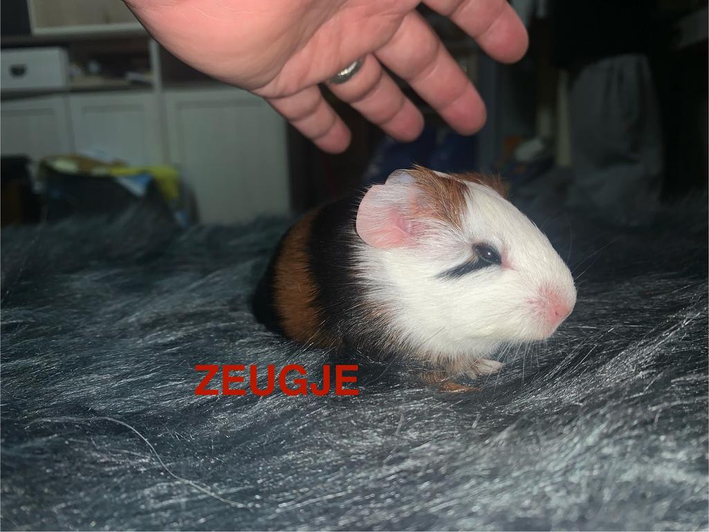 Raszuivere sheltie zeugjes en beertje, Dieren en Toebehoren, Knaagdieren, Cavia, April, Meerdere dieren, Tam