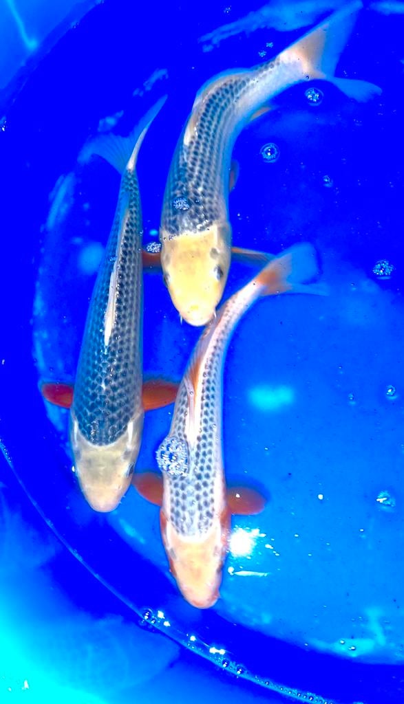 Jumbo Tosai de Hosokai : 32 à 36 cm, Animaux & Accessoires, Poissons | Poissons d'étang, Carpe ou Koï