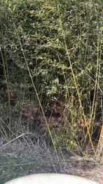 Graris bamboo verschillende lengtes en diktes, Ophalen of Verzenden