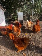 4 poules pondeuses + 3 poules d'ornement avec cage et access, Animaux & Accessoires, Enlèvement, Comme neuf, Poulailler