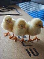 Eendagskuikens te koop (100% hennetjes)!!!, Femelle, Poule ou poulet
