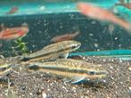 Hobbyaquarium Otocinclus Vittatus / dwergalgeneters, Vis, Zoetwatervis, Schoolvis