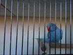 parkiet, Animaux & Accessoires, Mâle, Perruche, Bagué