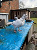Mooie postduif (duivin), Animaux & Accessoires, Oiseaux | Pigeons, Pigeon voyageur
