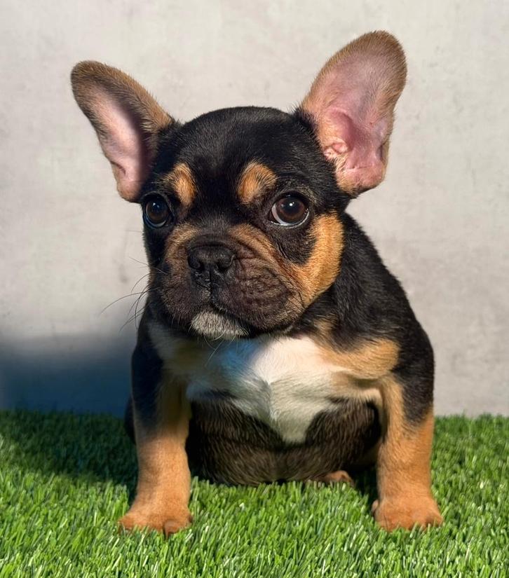 Franse Bulldog pup moeder aanwezig, Animaux & Accessoires, Chiens | Bouledogues, Pinschers & Molossoïdes, Chienne, Bouledogue