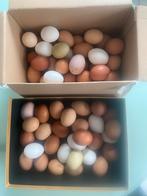 Bio eieren, Dieren en Toebehoren