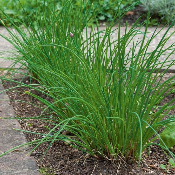 Grove Bieslook, Tuin en Terras, Planten | Tuinplanten, Vaste plant, Kruiden, Volle zon, Zomer, Ophalen