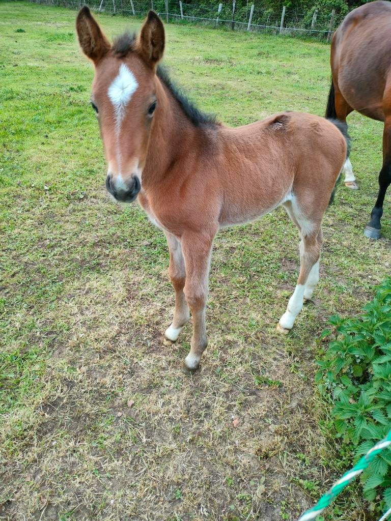 Mooie pony merie, Animaux & Accessoires, Poneys, Plusieurs animaux