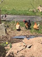 Broedeieren Brakelse/Brabantse kippen, Dieren en Toebehoren, Pluimvee